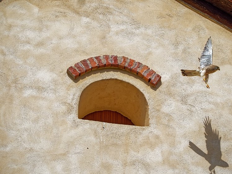 Kestel in the Vosges